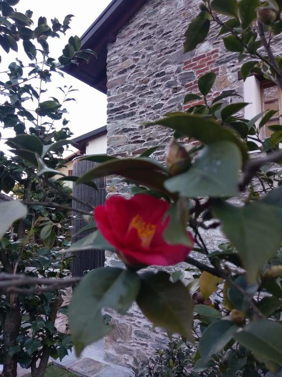 Apartment Corte Delle Camelie Gambarogno